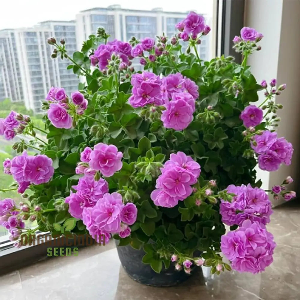 Premium Imported Geranium Flower Seeds - Pure Purple Bloom | High-Quality Flowering For Gardening