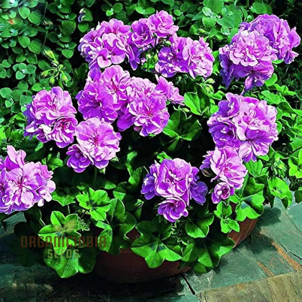 Premium Imported Geranium Flower Seeds - Pure Purple Bloom | High-Quality Flowering For Gardening