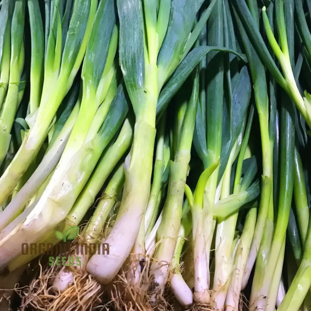 Premium Leek Chef’s White Seeds For Gardening Enthusiasts: High-Quality Bountiful Harvests