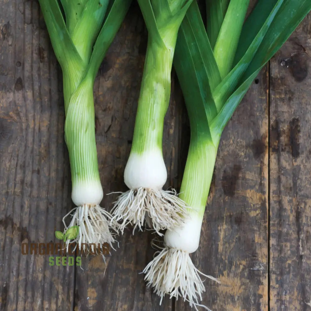 Premium Leek Chef’s White Seeds For Gardening Enthusiasts: High-Quality Bountiful Harvests