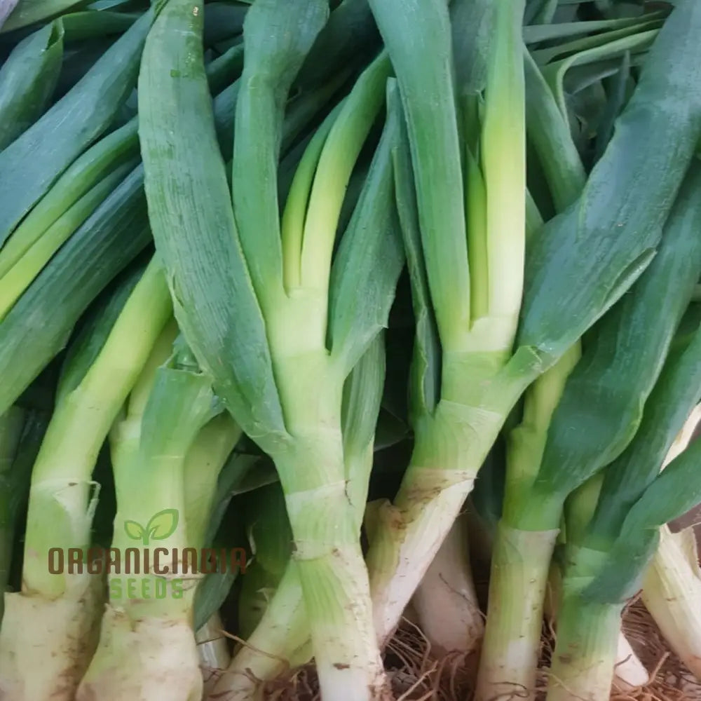 Premium Leek Chef’s White Seeds For Gardening Enthusiasts: High-Quality Bountiful Harvests