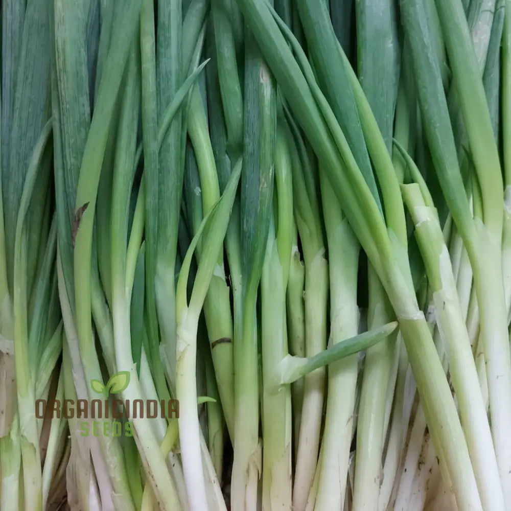 Premium Leek Chef’s White Seeds For Gardening Enthusiasts: High-Quality Bountiful Harvests