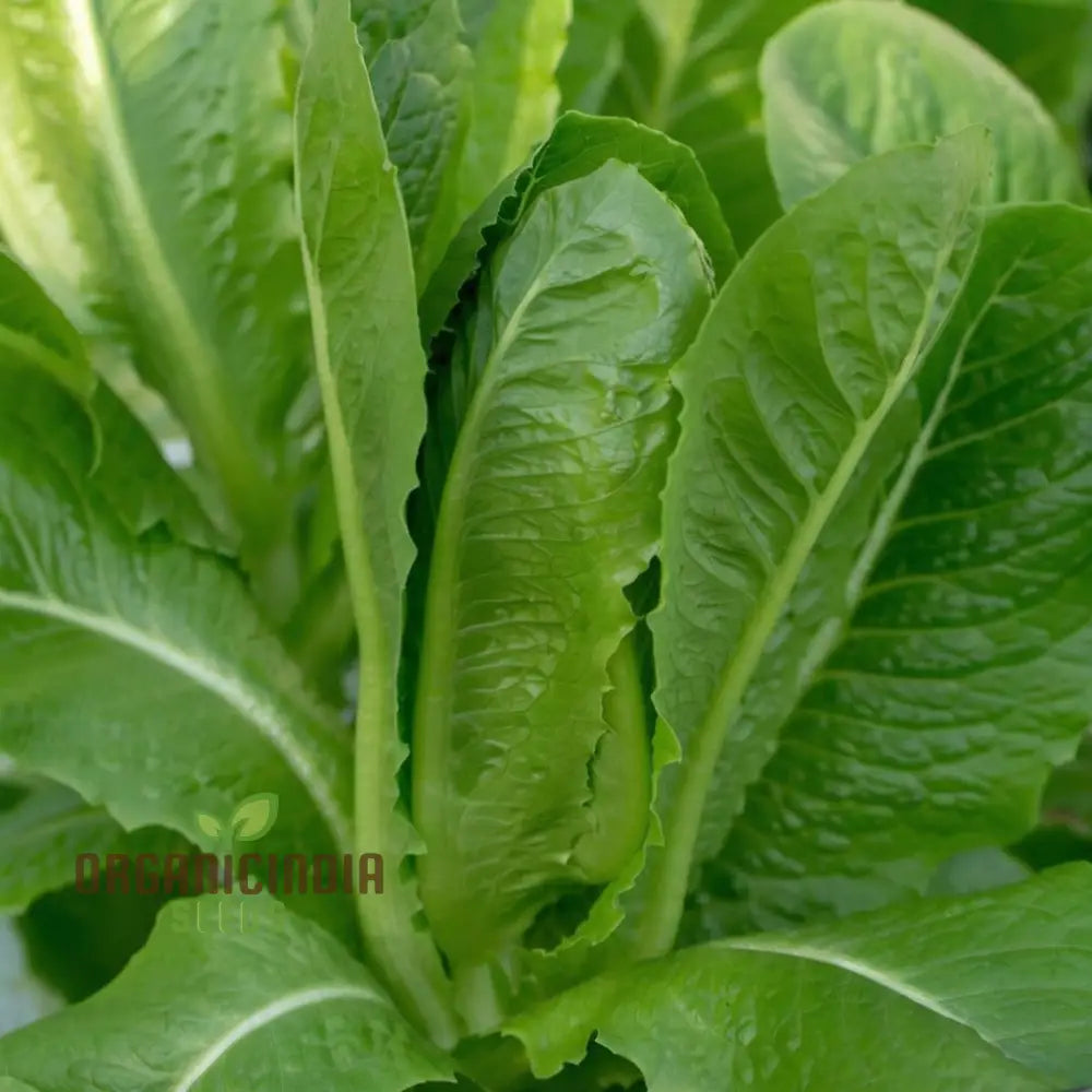 Premium Lettuce Lobjoits Green Seeds For Gardening - 100 500 Or 1000 Pack Of Fresh Thriving Gardens