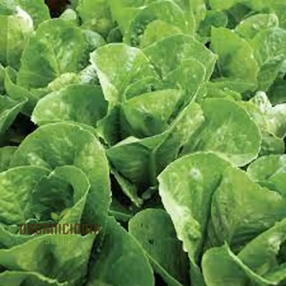 Premium Lettuce Lobjoits Green Seeds For Gardening - 100 500 Or 1000 Pack Of Fresh Thriving Gardens