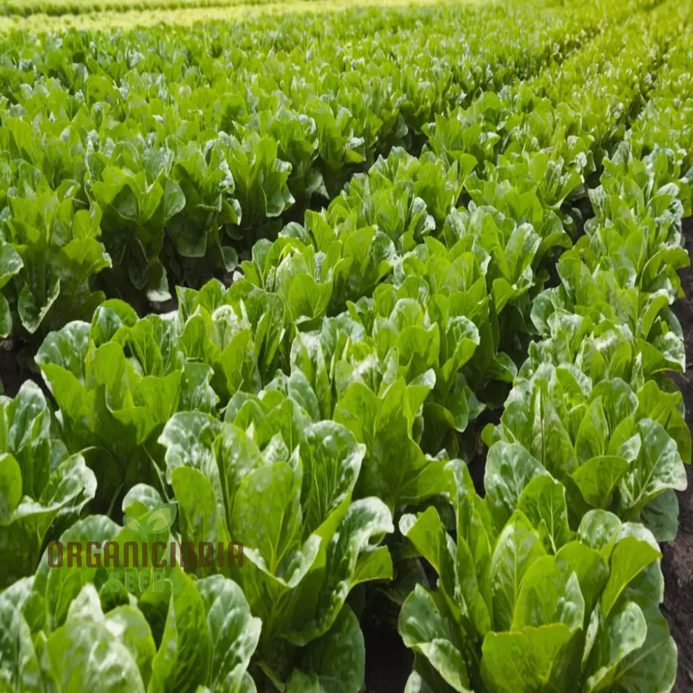 Premium Lettuce Lobjoits Green Seeds For Gardening - 100 500 Or 1000 Pack Of Fresh Thriving Gardens