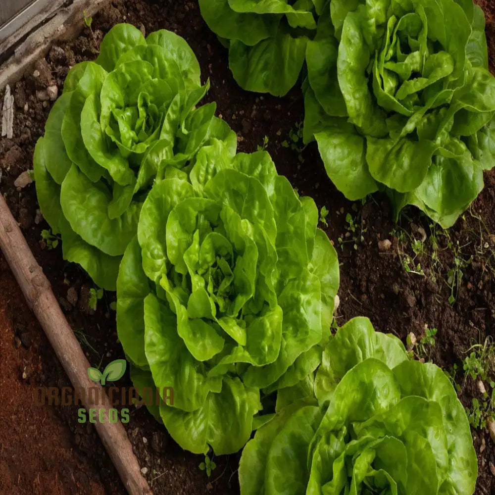 Premium Lettuce Lobjoits Green Seeds For Gardening - 100 500 Or 1000 Pack Of Fresh Thriving Gardens