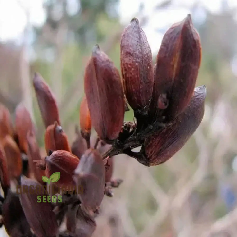 Premium Lilac Tree Seeds For Beautiful Blossoming Gardens â€“ Perfect Creating Lush Fragrant