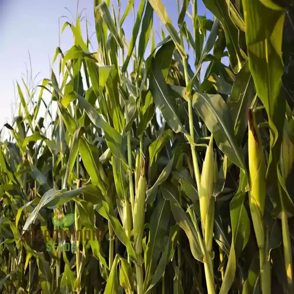 Premium Maize Planting Seeds Corn For Vibrant Farming & Enchanting Gardening Cultivate Nature’s