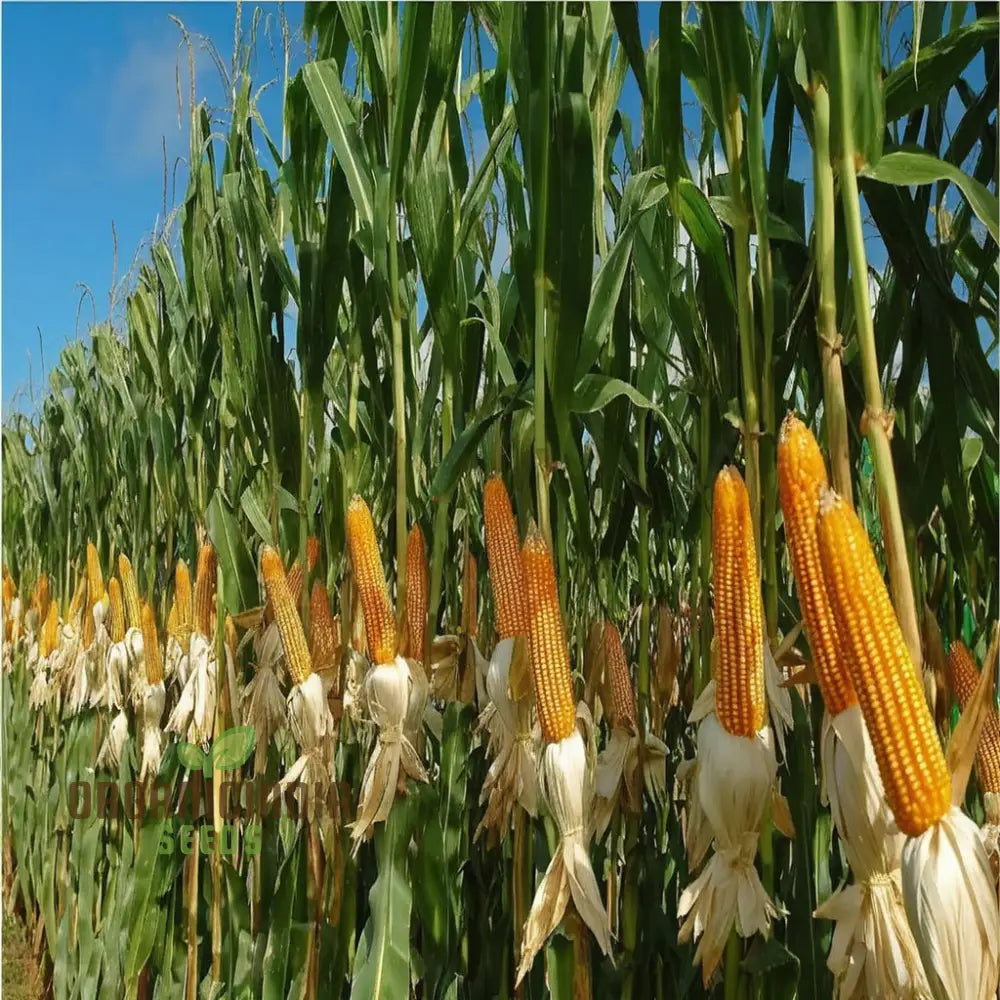 Premium Maize Planting Seeds Corn For Vibrant Farming & Enchanting Gardening Cultivate Nature’s