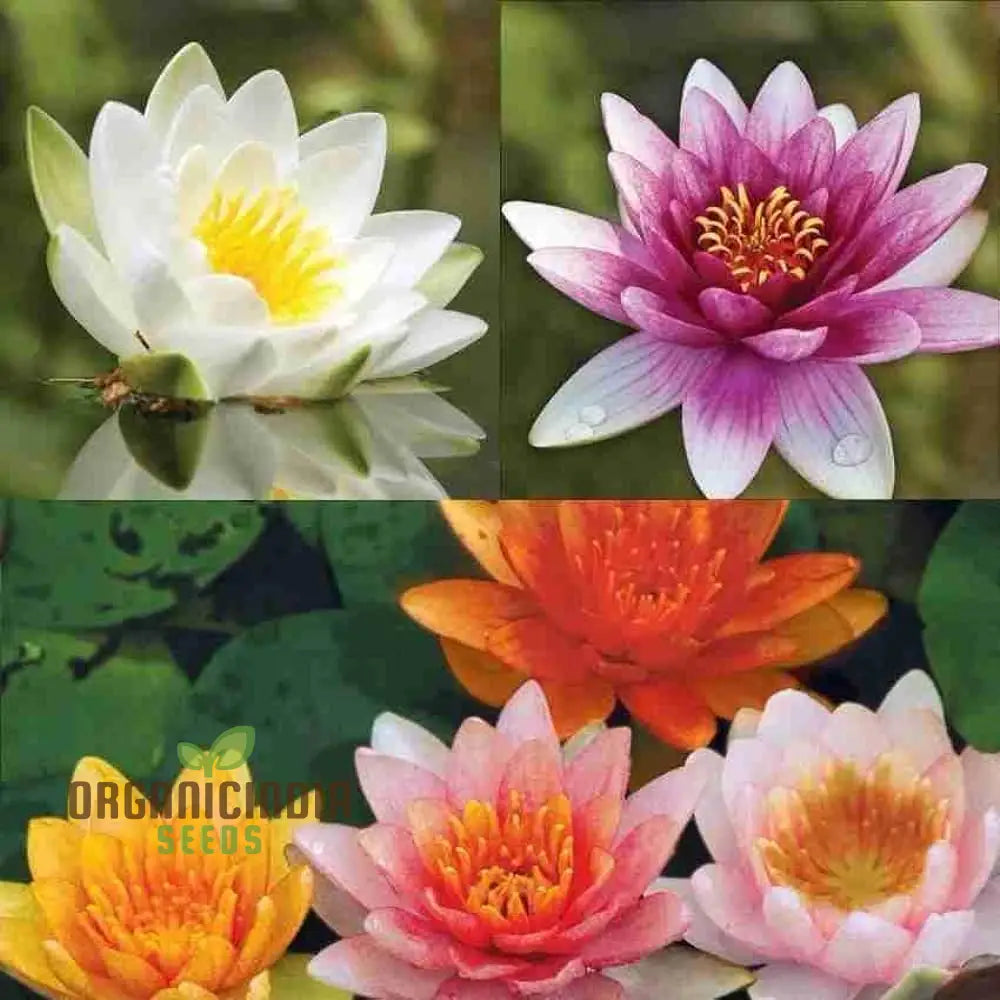 Premium Mix Colour Lotus Flower Seeds For Vibrant Gardening - Perfect Home And Outdoor Gardens