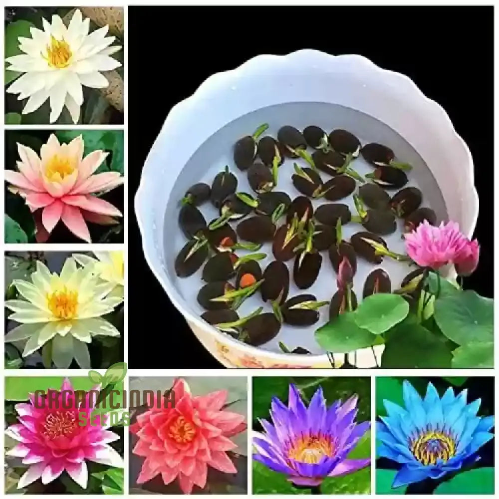 Premium Mix Colour Lotus Flower Seeds For Vibrant Gardening - Perfect Home And Outdoor Gardens