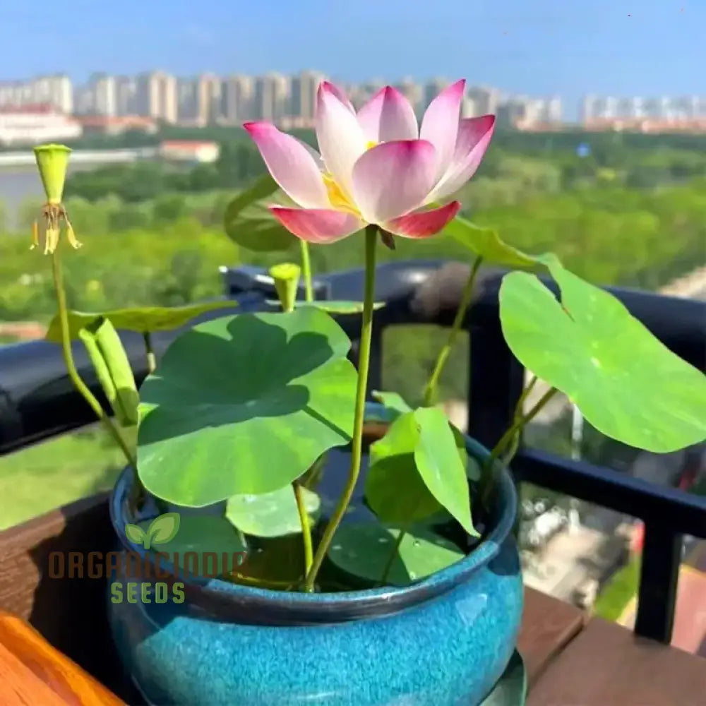 Premium Mix Colour Lotus Flower Seeds For Vibrant Gardening - Perfect Home And Outdoor Gardens