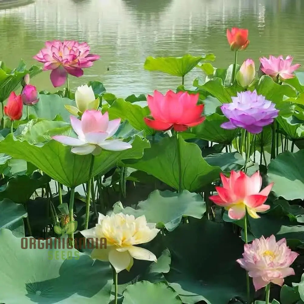 Premium Mix Colour Lotus Flower Seeds For Vibrant Gardening - Perfect Home And Outdoor Gardens