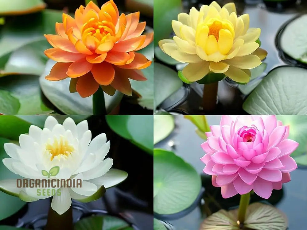 Premium Mix Colour Lotus Flower Seeds For Vibrant Gardening - Perfect Home And Outdoor Gardens