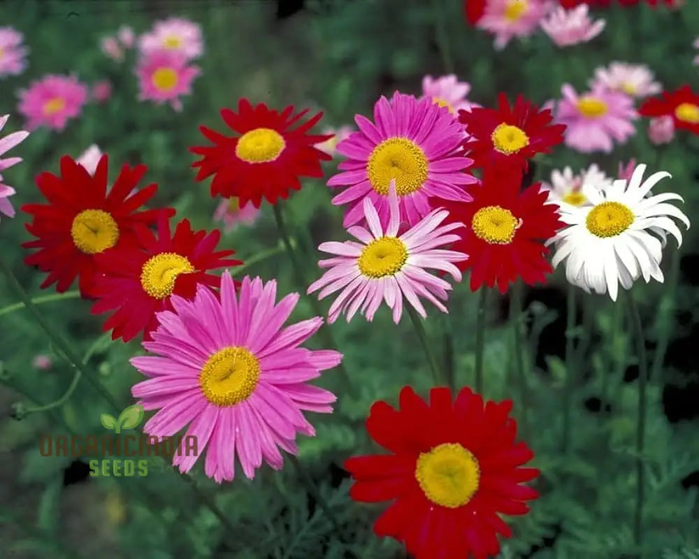 Premium Mix Colour Pyrethrum Flower Seeds For Vibrant And Versatile Gardens - Ideal Gardening