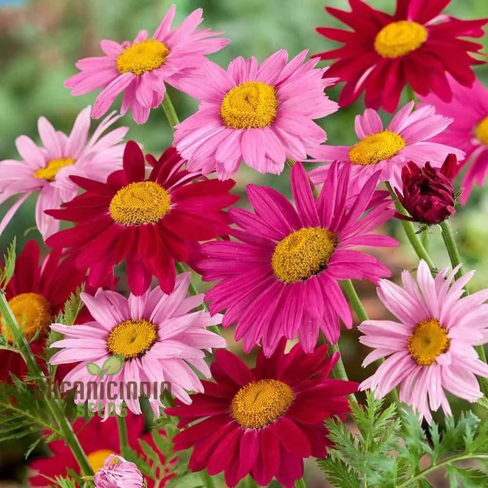 Premium Mix Colour Pyrethrum Flower Seeds For Vibrant And Versatile Gardens - Ideal Gardening