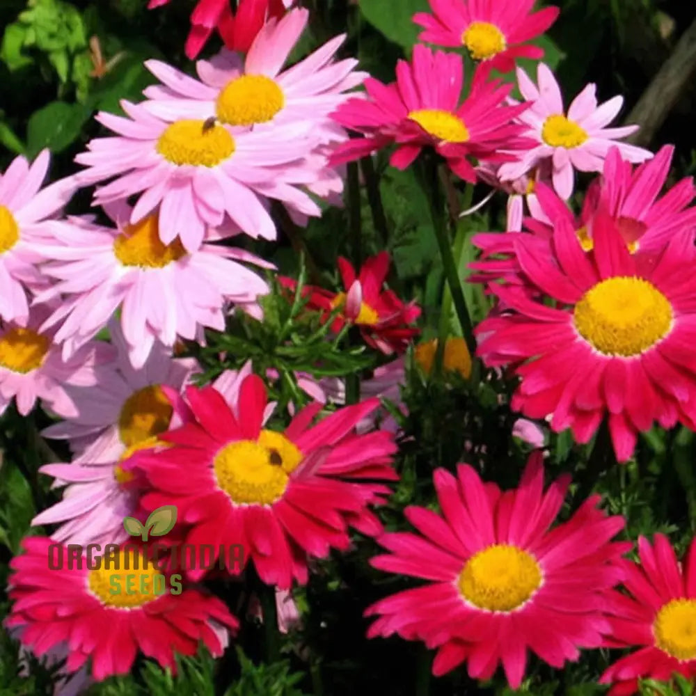 Premium Mix Colour Pyrethrum Flower Seeds For Vibrant And Versatile Gardens - Ideal Gardening