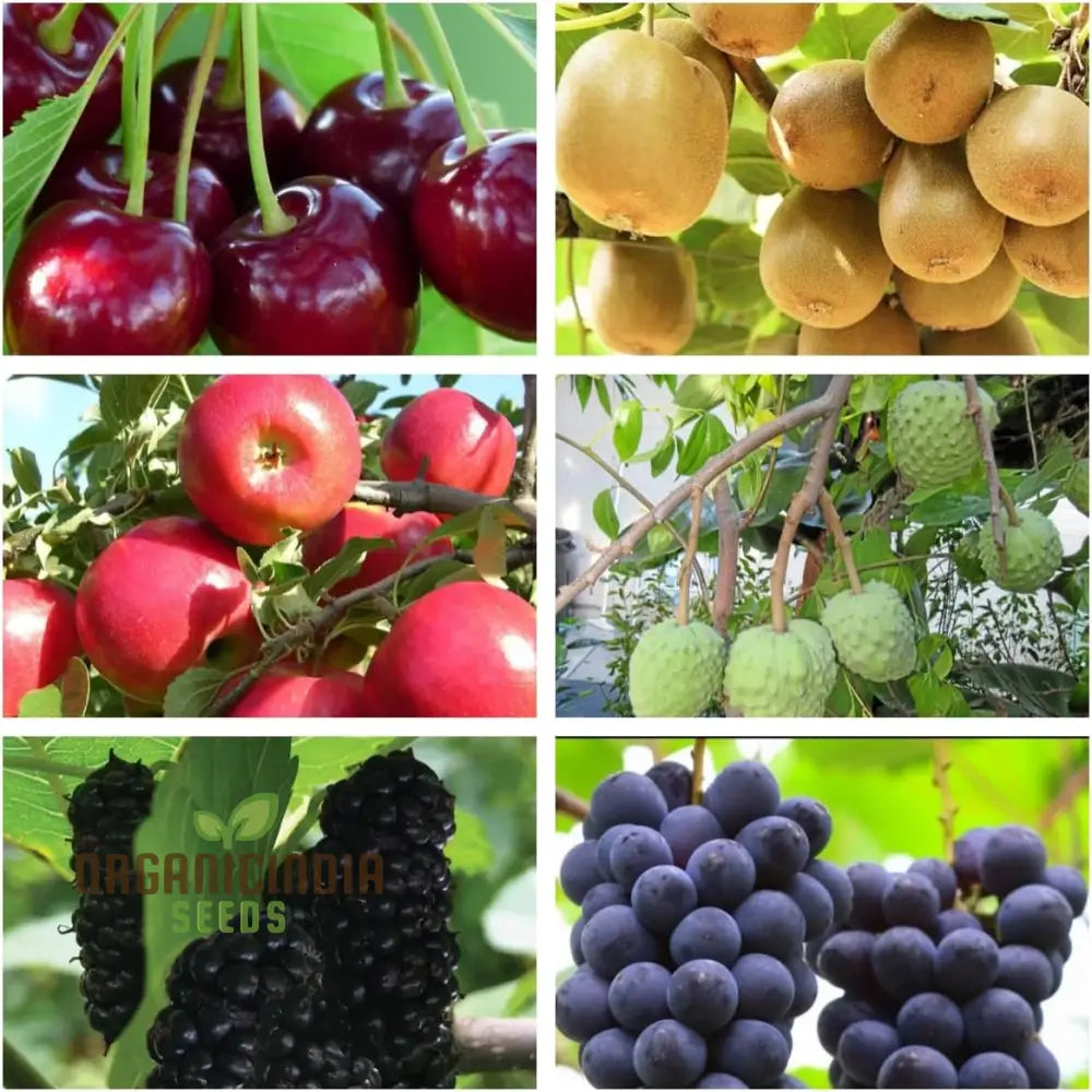 Premium Mixed Fruit Seeds For Planting - Perfect Purple Gardens Ideal Gardening Enthusiasts