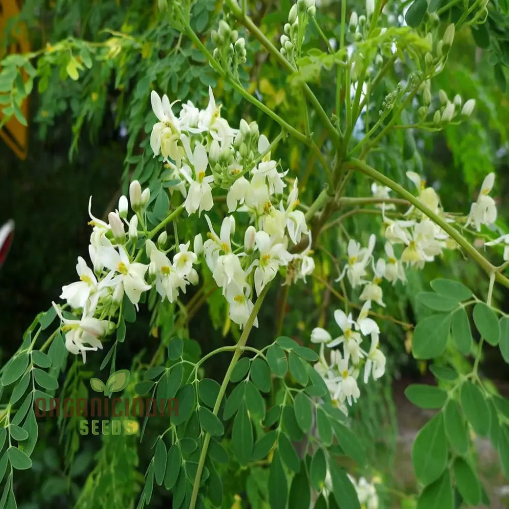 Premium Moringa Vegetable Seeds For Gardening – Grow Nutritious And Fast-Growing Trees In Your