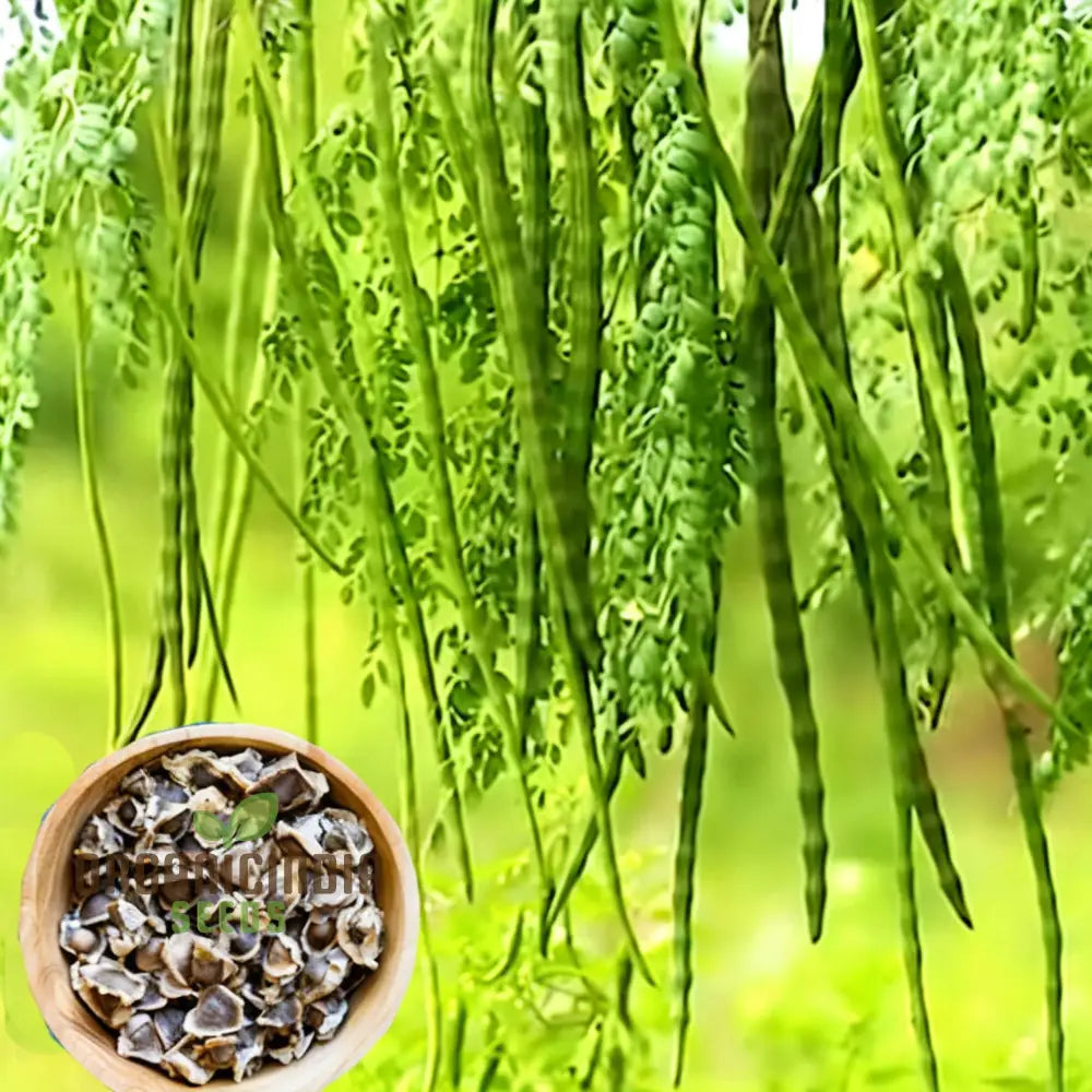 Premium Moringa Vegetable Seeds For Gardening â€“ Grow Nutritious And Fast-Growing Trees In Your