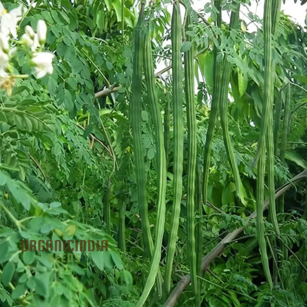 Premium Moringa Vegetable Seeds For Gardening – Grow Nutritious And Fast-Growing Trees In Your