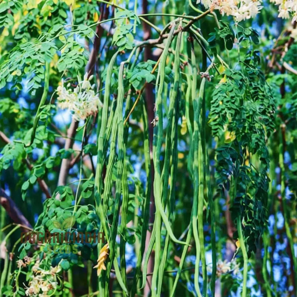 Premium Moringa Vegetable Seeds For Gardening – Grow Nutritious And Fast-Growing Trees In Your