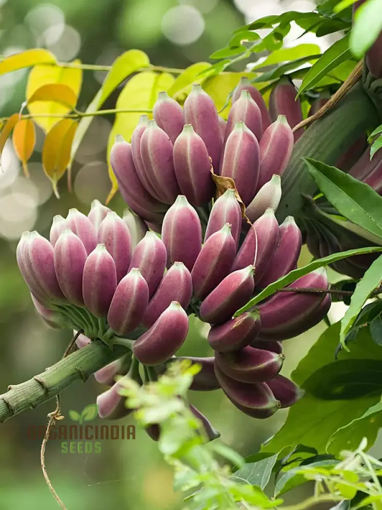 Premium Musa Itinerans Seeds For Planting And Gardening Exotic Banana Tree Variety Plant