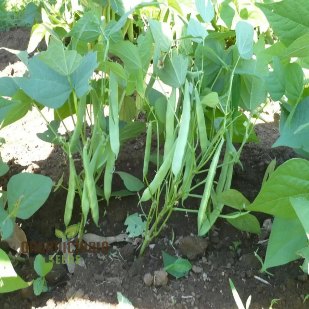 Premium Navy Bean Plant Seeds Grow Your Own Bounty With These Expertly Selected Gardening For A