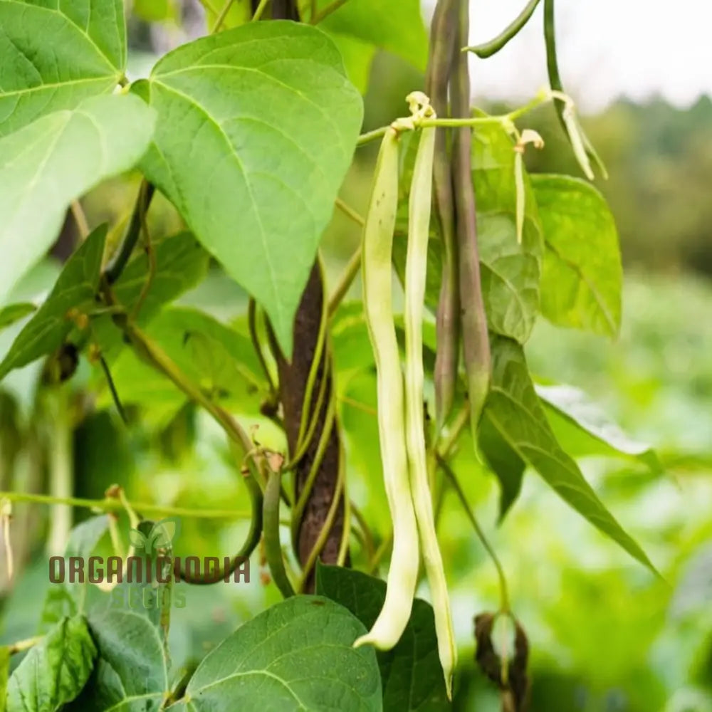 Premium Navy Bean Plant Seeds Grow Your Own Bounty With These Expertly Selected Gardening For A