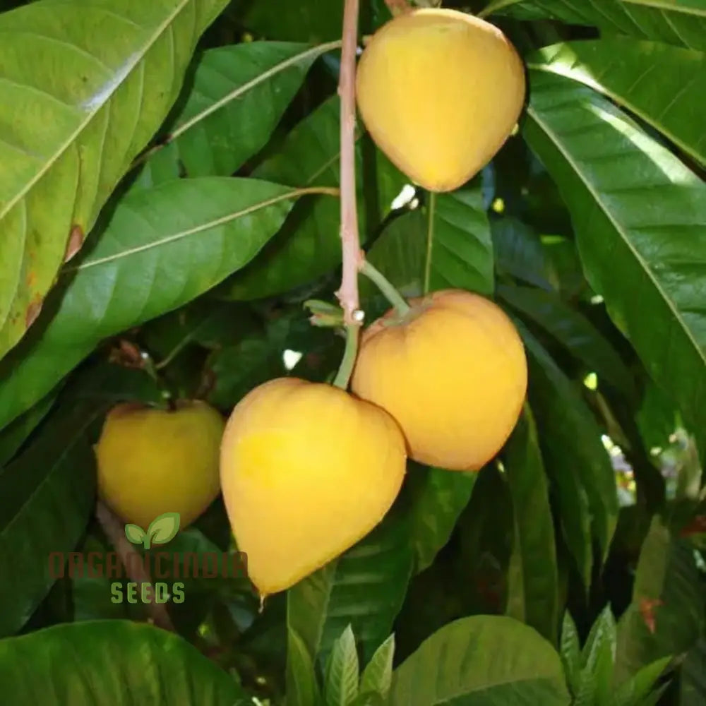 Premium Nema Lucuma Nervosa Egg Yolk Fruit Seeds For Gardening Enthusiasts: Grow Exotic With Ease