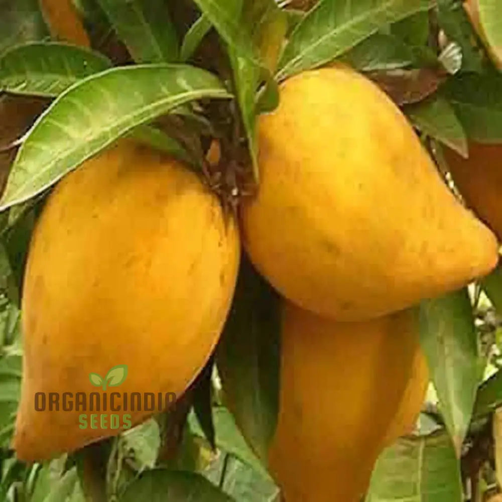 Premium Nema Lucuma Nervosa Egg Yolk Fruit Seeds For Gardening Enthusiasts: Grow Exotic With Ease