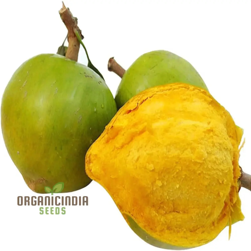 Premium Nema Lucuma Nervosa Egg Yolk Fruit Seeds For Gardening Enthusiasts: Grow Exotic With Ease