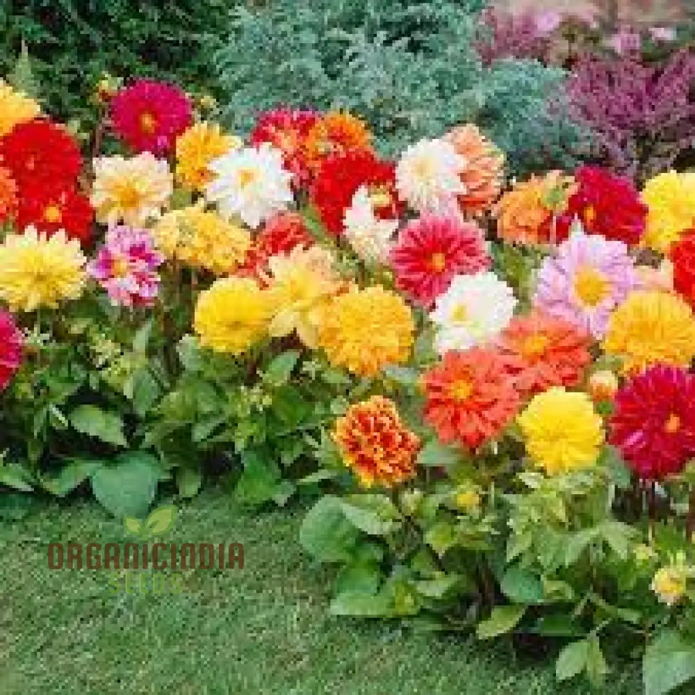 Premium Nm Dahlia Top Star Beauty Mix Seeds For Gardening Enthusiasts - Vibrant Flower Varieties