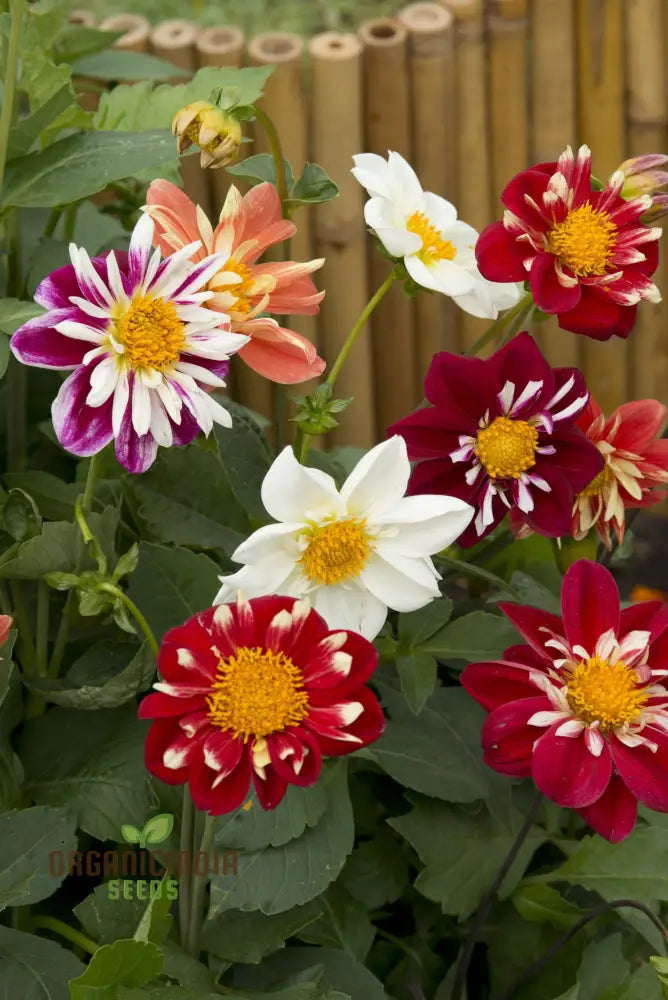 Premium Nm Dahlia Top Star Beauty Mix Seeds For Gardening Enthusiasts - Vibrant Flower Varieties