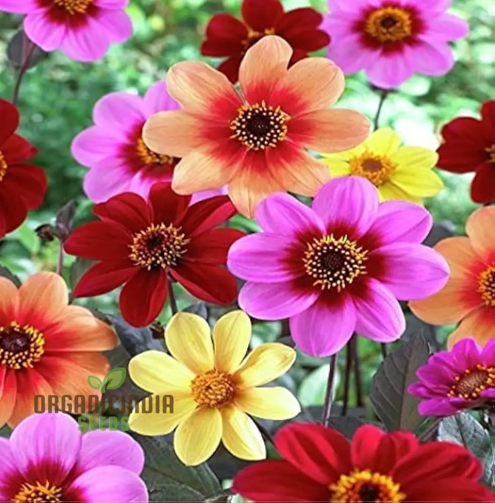 Premium Nm Dahlia Top Star Beauty Mix Seeds For Gardening Enthusiasts - Vibrant Flower Varieties