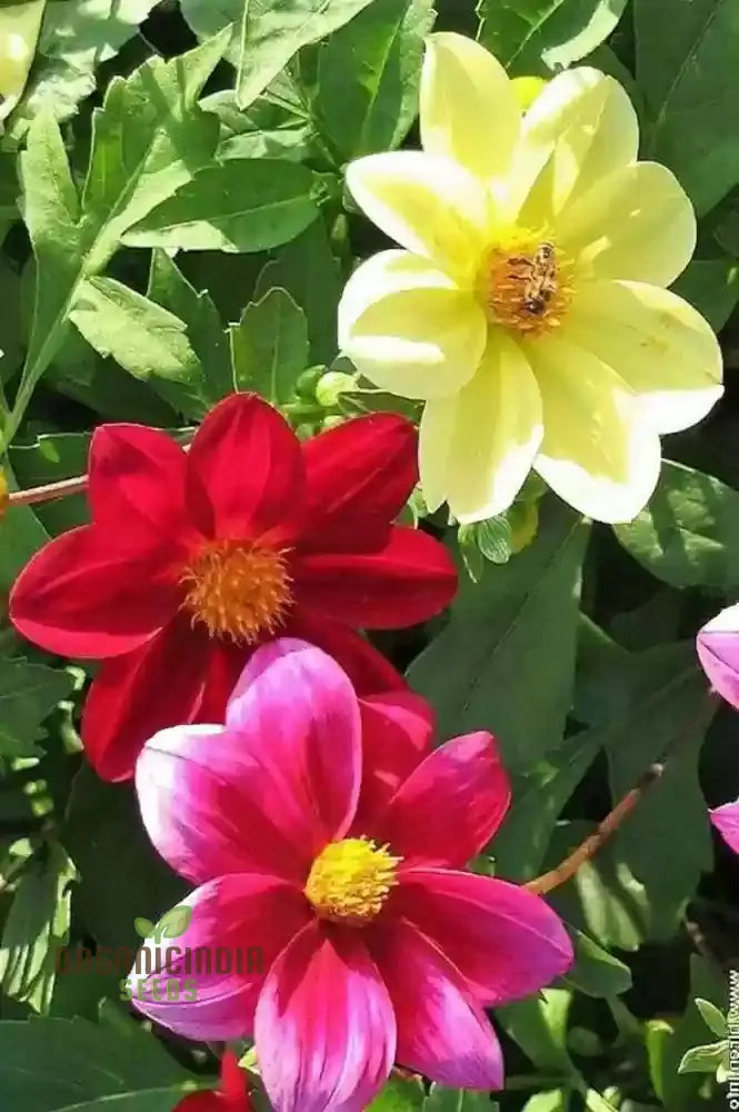 Premium Nm Dahlia Top Star Beauty Mix Seeds For Gardening Enthusiasts - Vibrant Flower Varieties