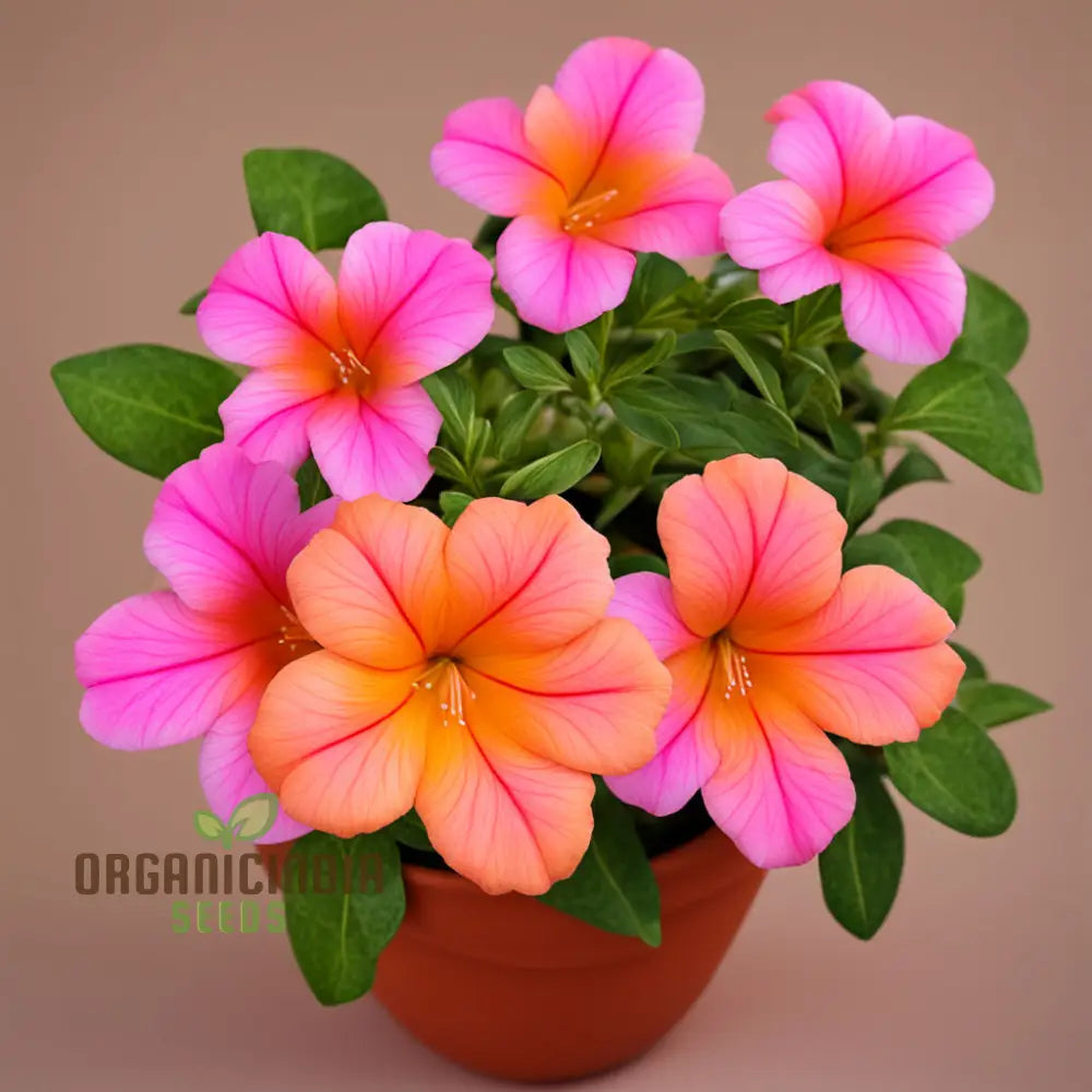 Premium Orange Pink Mirabilis Seeds - Rare Four O’clock Flowers For Vibrant Garden Blooms High