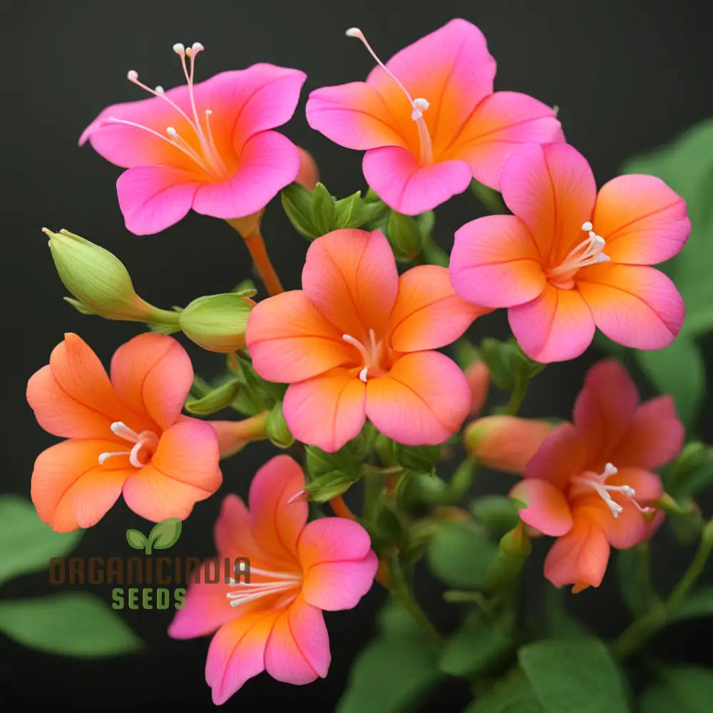 Premium Orange Pink Mirabilis Seeds - Rare Four O’clock Flowers For Vibrant Garden Blooms High