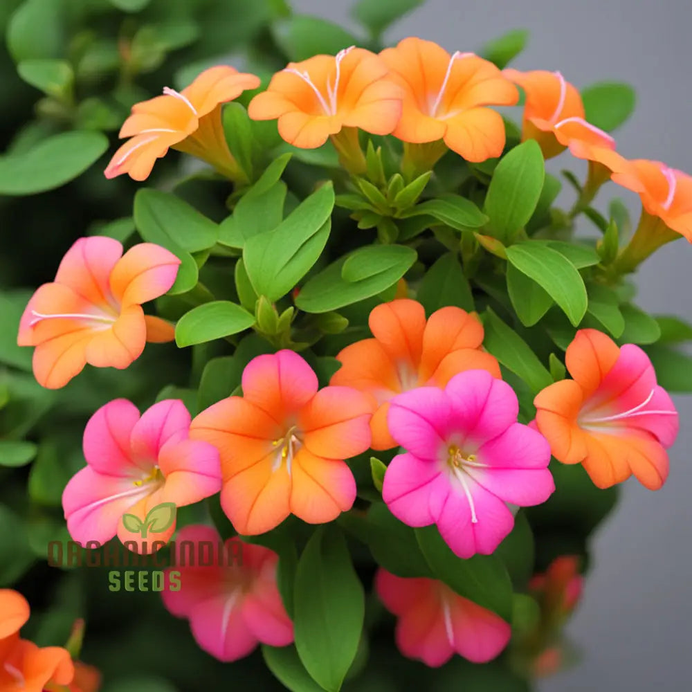 Premium Orange Pink Mirabilis Seeds - Rare Four Oâ€™clock Flowers For Vibrant Garden Blooms High