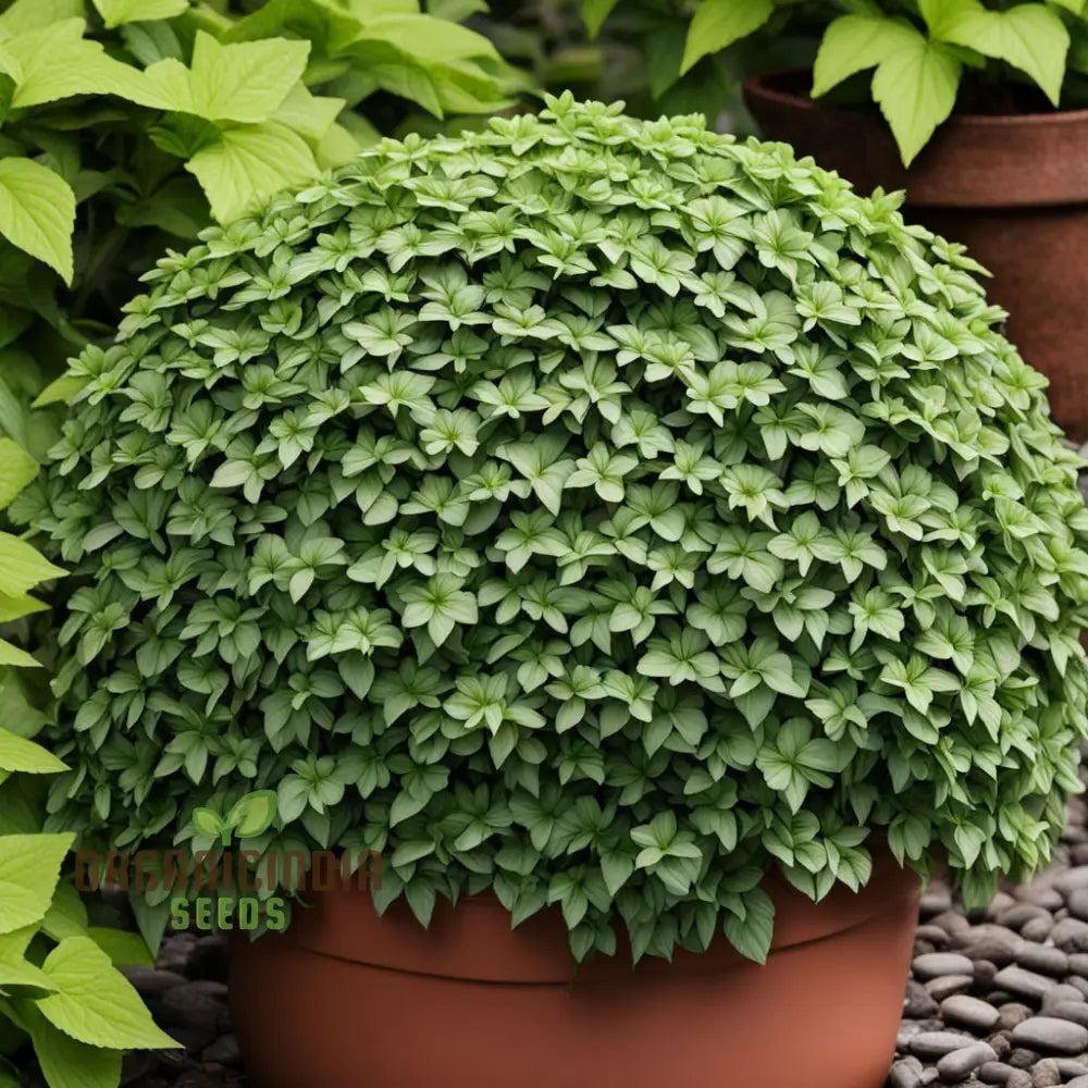 Premium Pachysandra Flower Seeds Ideal Ground Cover For Shaded Gardens Low Maintenance And Hardy