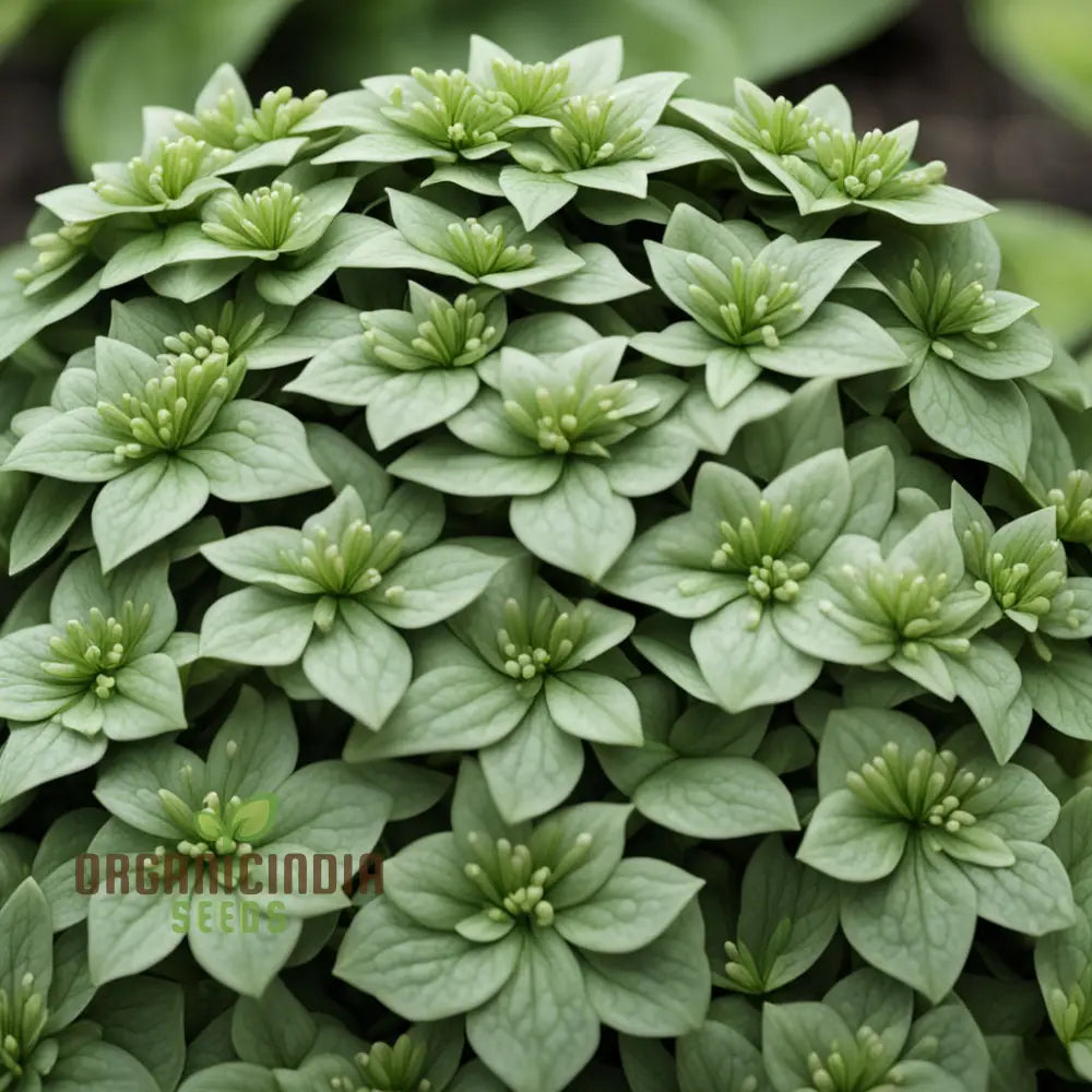 Premium Pachysandra Flower Seeds Ideal Ground Cover For Shaded Gardens Low Maintenance And Hardy