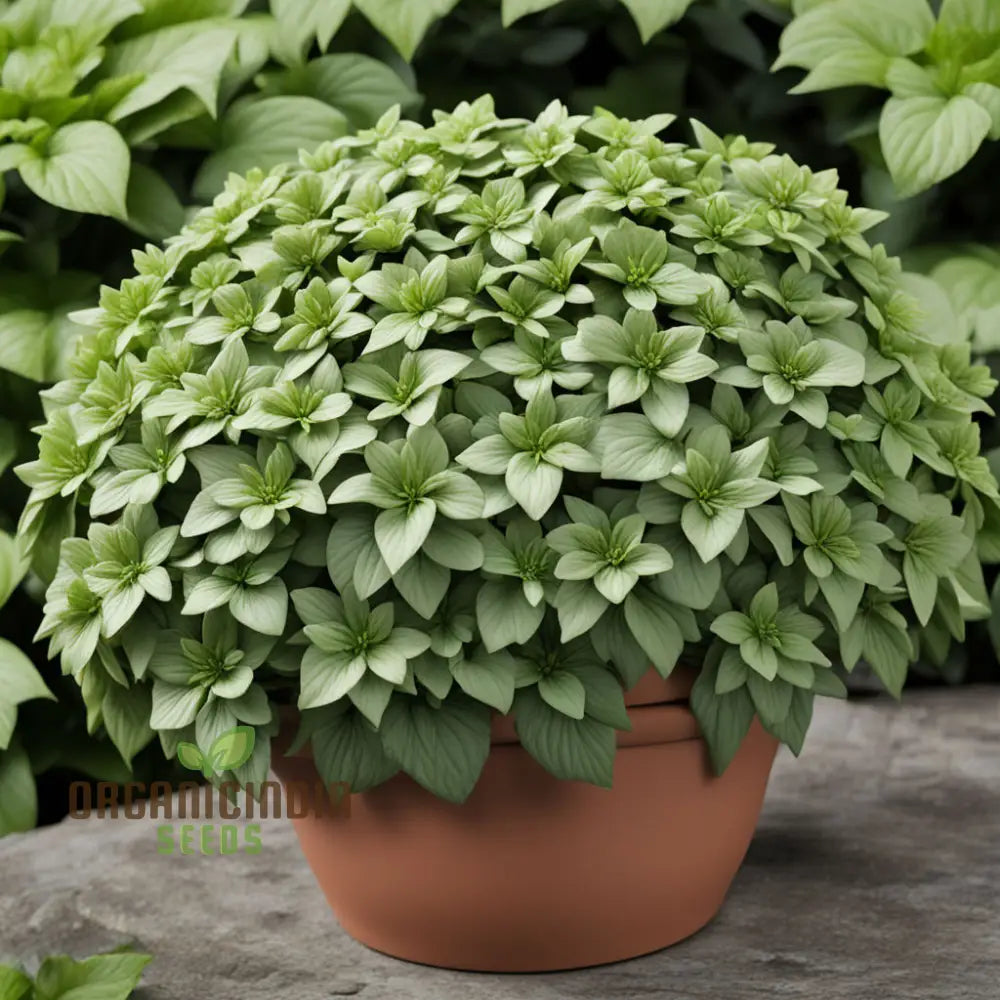 Premium Pachysandra Flower Seeds Ideal Ground Cover For Shaded Gardens Low Maintenance And Hardy