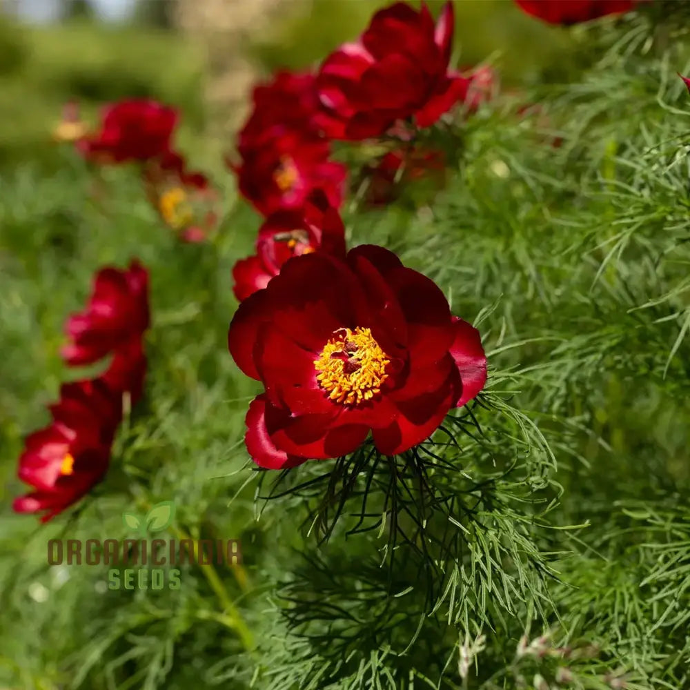 Premium Paeonia Tenuifolia Seeds Fern Leaf Peony Flower For Ornamental Garden Planting Perennials