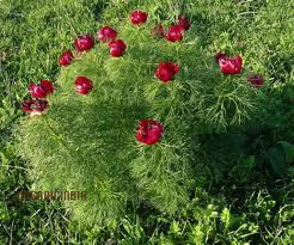 Premium Paeonia Tenuifolia Seeds Fern Leaf Peony Flower For Ornamental Garden Planting Perennials