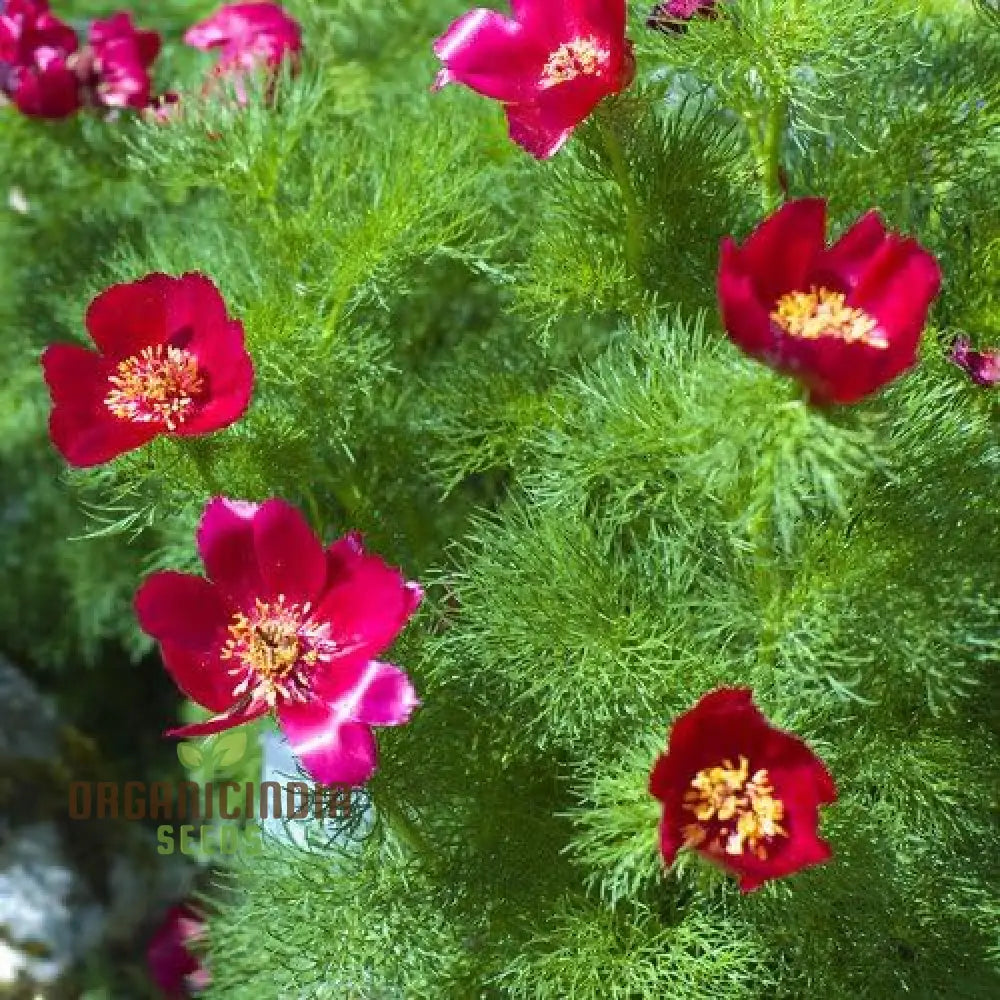 Premium Paeonia Tenuifolia Seeds Fern Leaf Peony Flower For Ornamental Garden Planting Perennials