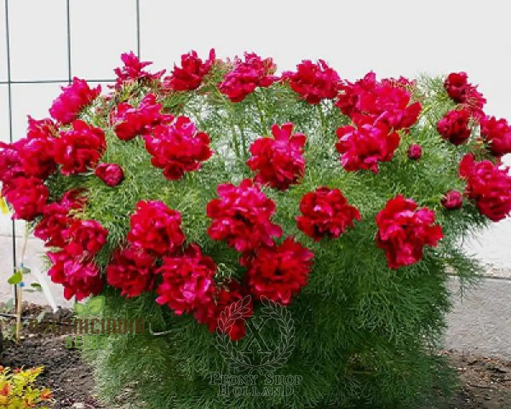 Premium Paeonia Tenuifolia Seeds Fern Leaf Peony Flower For Ornamental Garden Planting Perennials