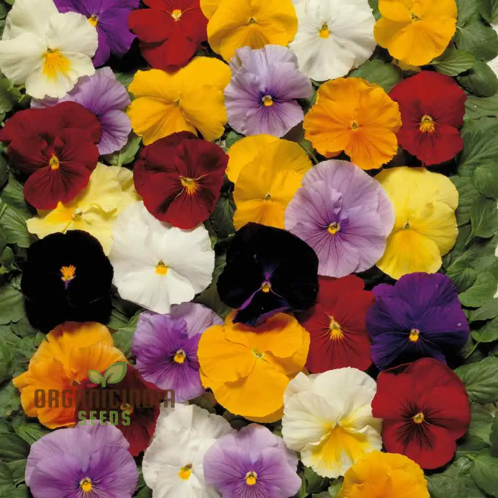 Premium Pansy Seeds ’The Yellows’ Mixed For Vibrant Gardening | High-Quality Cultivated