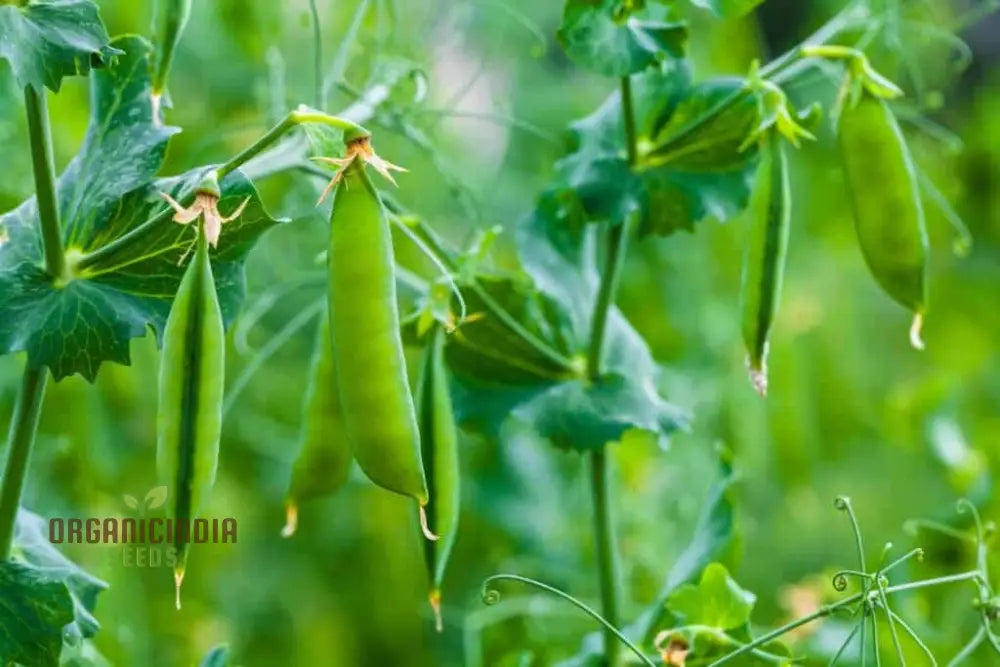 Premium Pea Vegetable Seeds For Planting Grow Delicious Peas In Your Garden Legumes