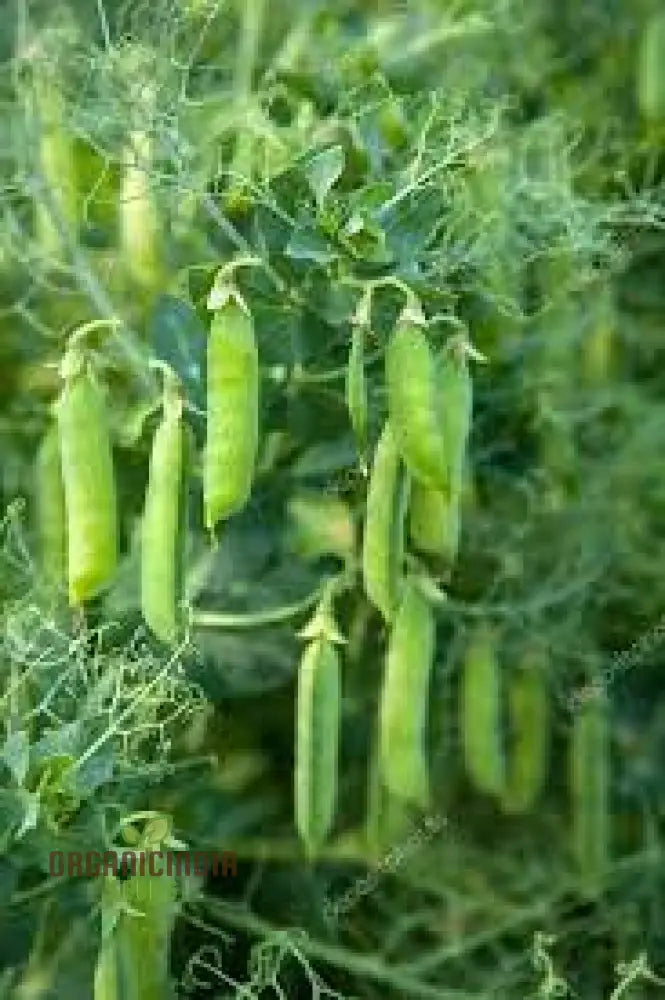 Premium Pea Vegetable Seeds For Planting Grow Delicious Peas In Your Garden Legumes