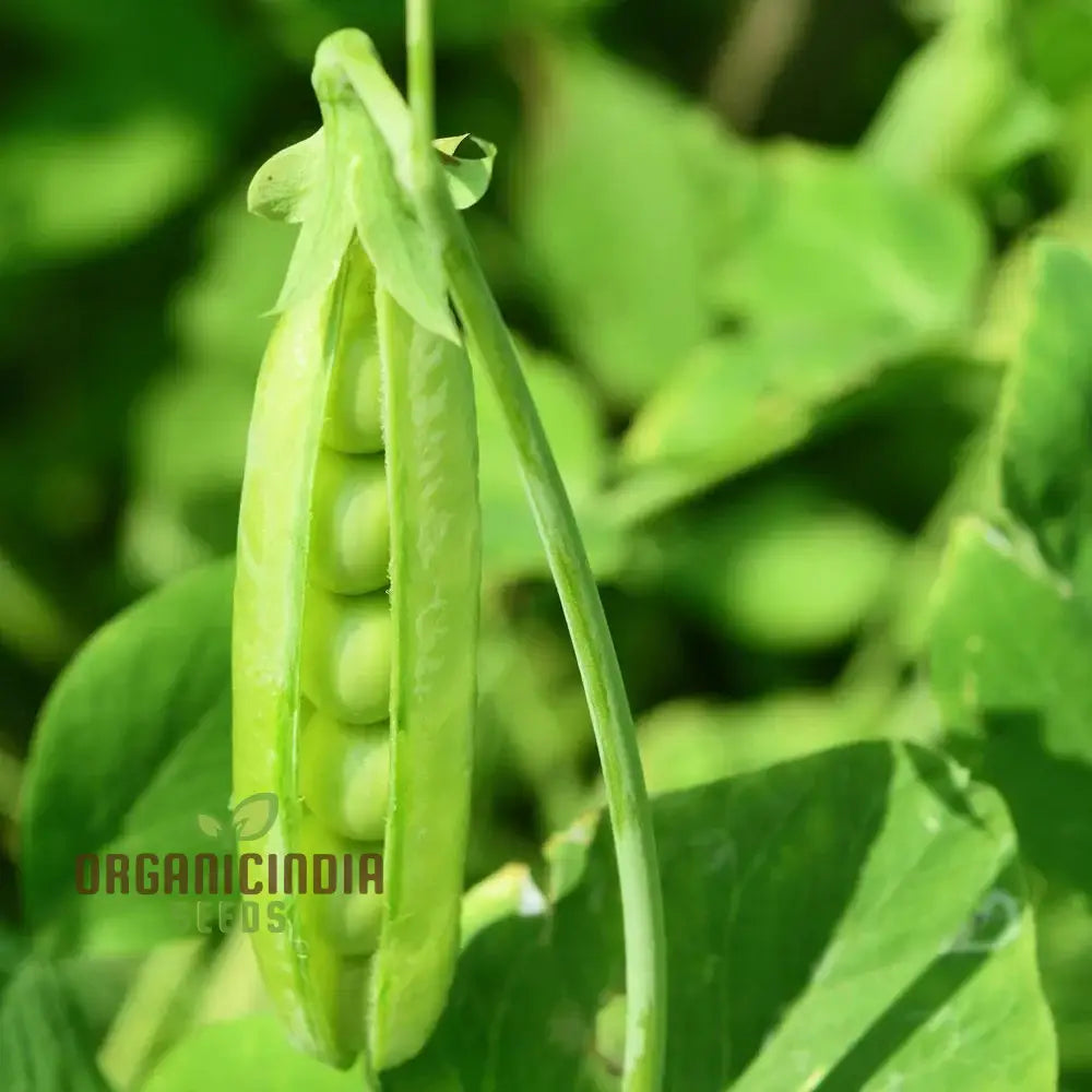 Premium Pea Vegetable Seeds For Planting Grow Delicious Peas In Your Garden Legumes